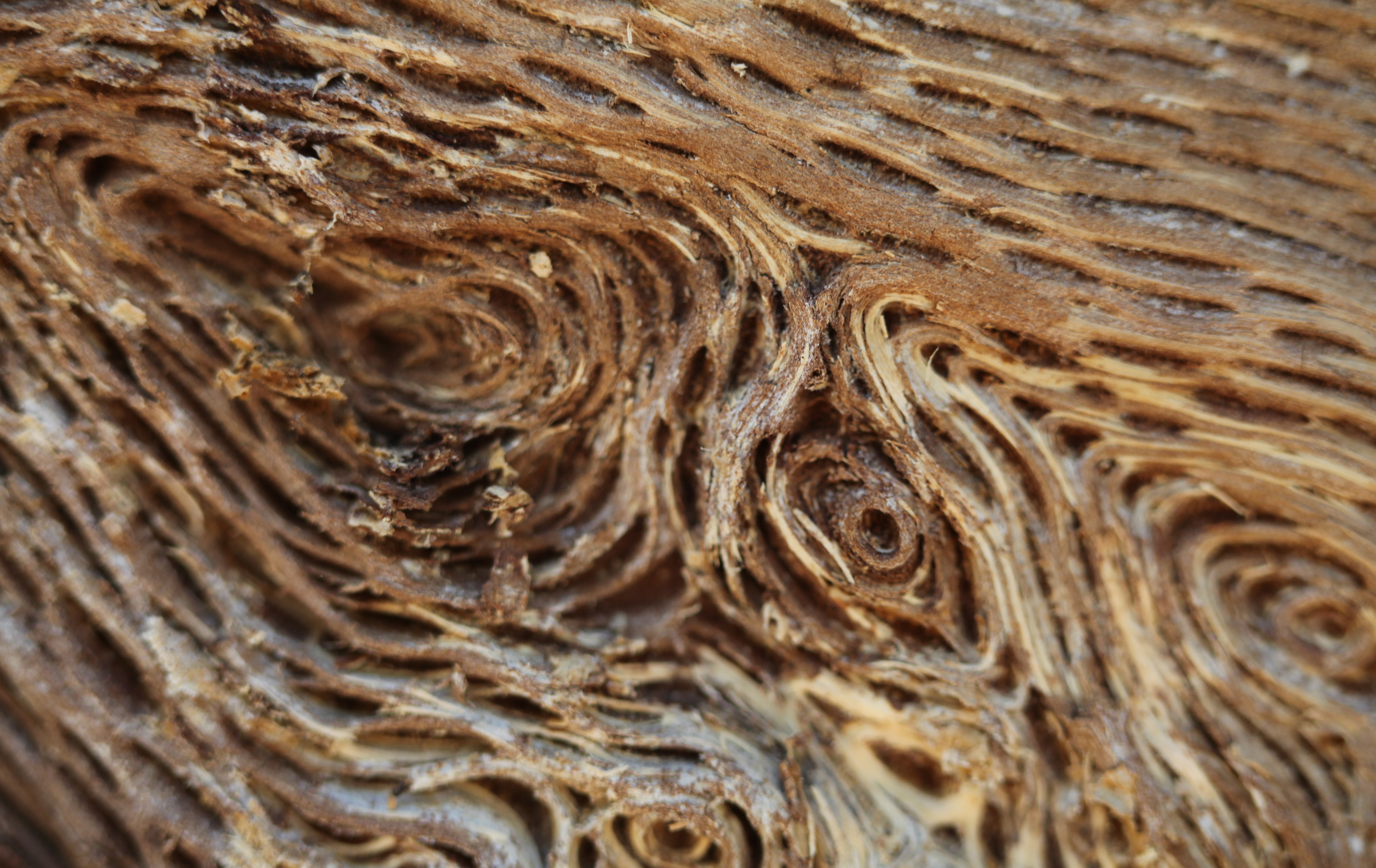  Macro  Tree  Bark Shutterbug